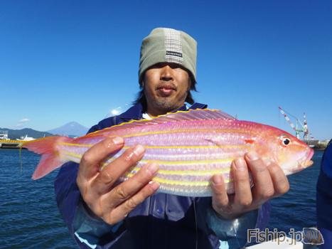 アマダイ五目 ライトアマダイ 静岡県のアカアマダイの船釣り情報